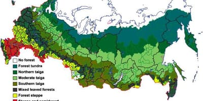Russe de la forêt de la carte